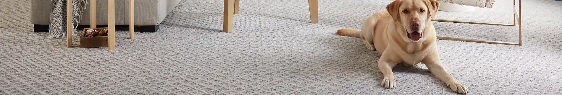 pet-friendly carpet